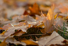 Leaves fall / ***