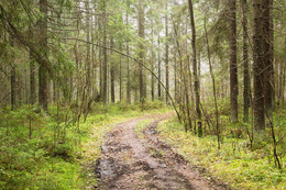 Forest Road / ***