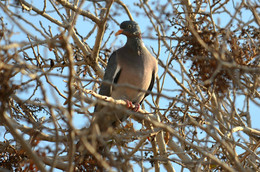 Ringdove / ***