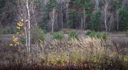 late autumn ... / Nikon D7000