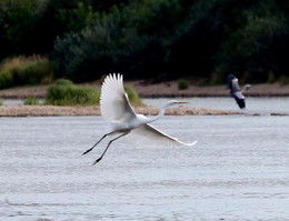 Egret / ***