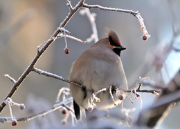 Waxwing. / ***