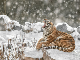 Siberian Tiger / ***