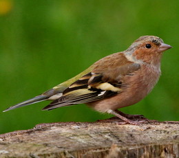 Finch / ***