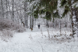 winters in the forest / ***