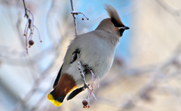 Waxwing. / ***