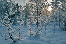 White Silence / ***