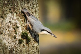 Nuthatch / ***