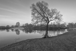 Lonely tree / ***