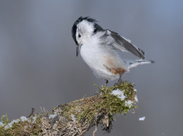 White-breasted Nuthatch / ***