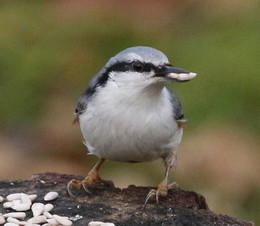 Nuthatch / ***