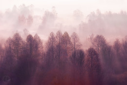 Winter fog / ***