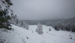Under a blanket of snow / ***