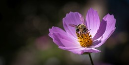 A bee on a flower / ***
