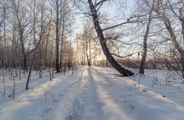 In the winter forest. / ***