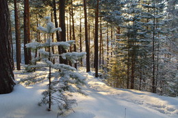 Morning in a pine forest / ***