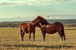 Horse tenderness / ***