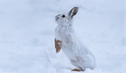 Snowshoe hare / ***