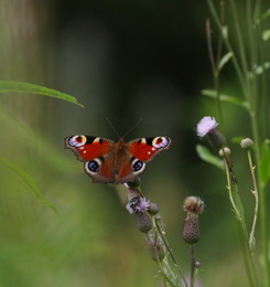 A little bit of summer ... / ***