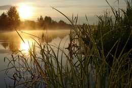The morning dew. / ***