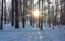 winters in the forest / ***