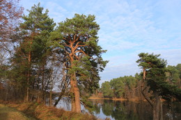 Pine / ***