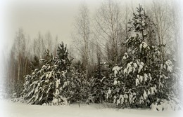 winters in the forest / ***