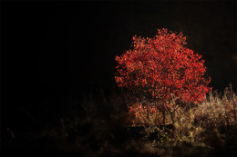 Herbstleuchtfeuer / Herbstliche Färbung