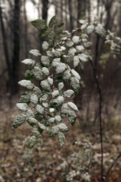 The first snow / ***