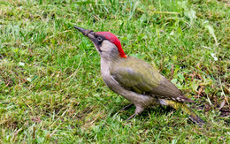 Green Woodpecker. / ***