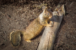 A Gopher / ***