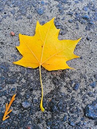 The yellow mapple leaf / ***