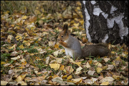 in the autumn forest / ***