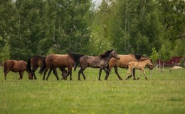 On pasture / ***