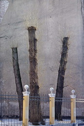 Poplar / ***