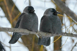 Gossip / ***