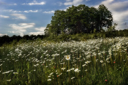 Daisies / ***