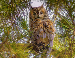 an owl / ***