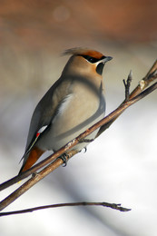 waxwing / ***