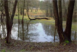 From the life of trees / ***