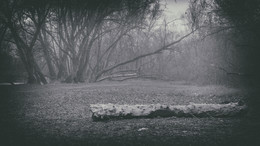 In the old park / ***