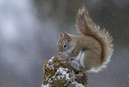 American red squirrel / ***