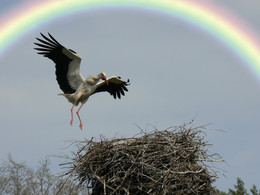 Under the rainbow / ***