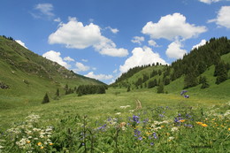 Summer in the mountains / ***