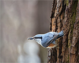 Nuthatch / ***