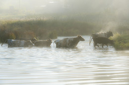 Fog / ***
