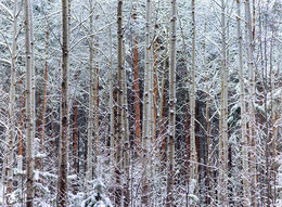 Frost / ***