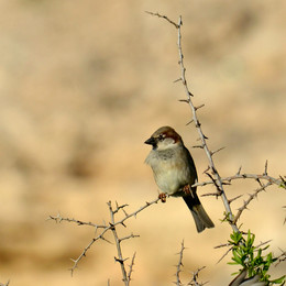 Sparrow / ***