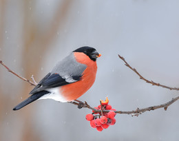 Winter picture / .....