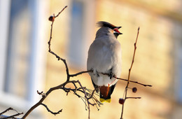 Waxwing. / ***